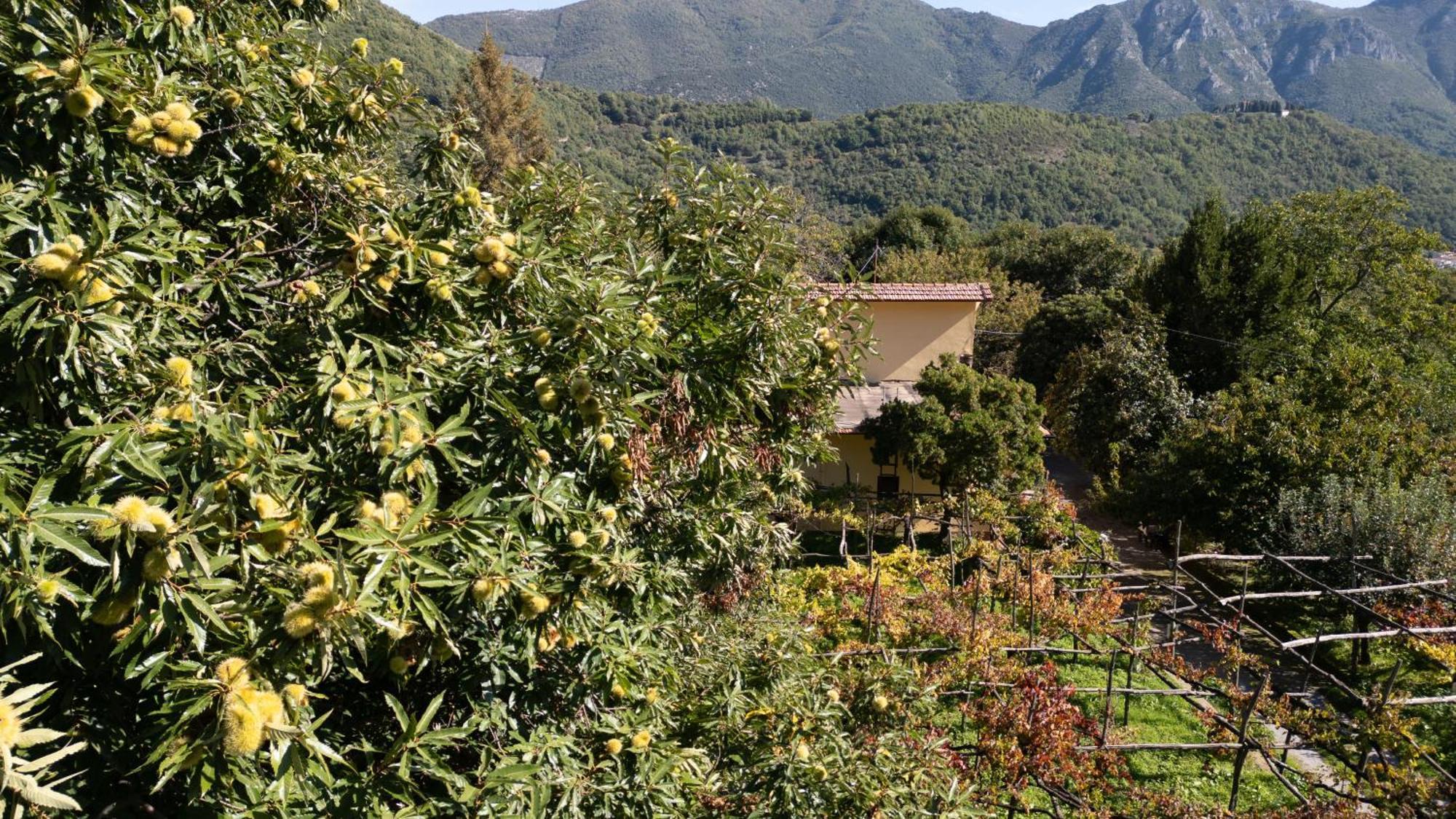 Villa Casa Giordano Tramonti Exterior foto